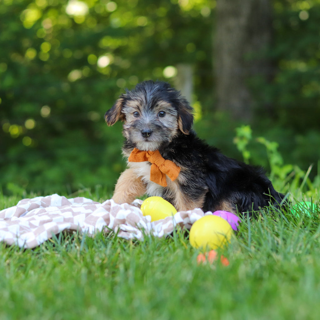 Donnie - Available 7/9
