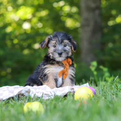 Donnie - Available 7/9