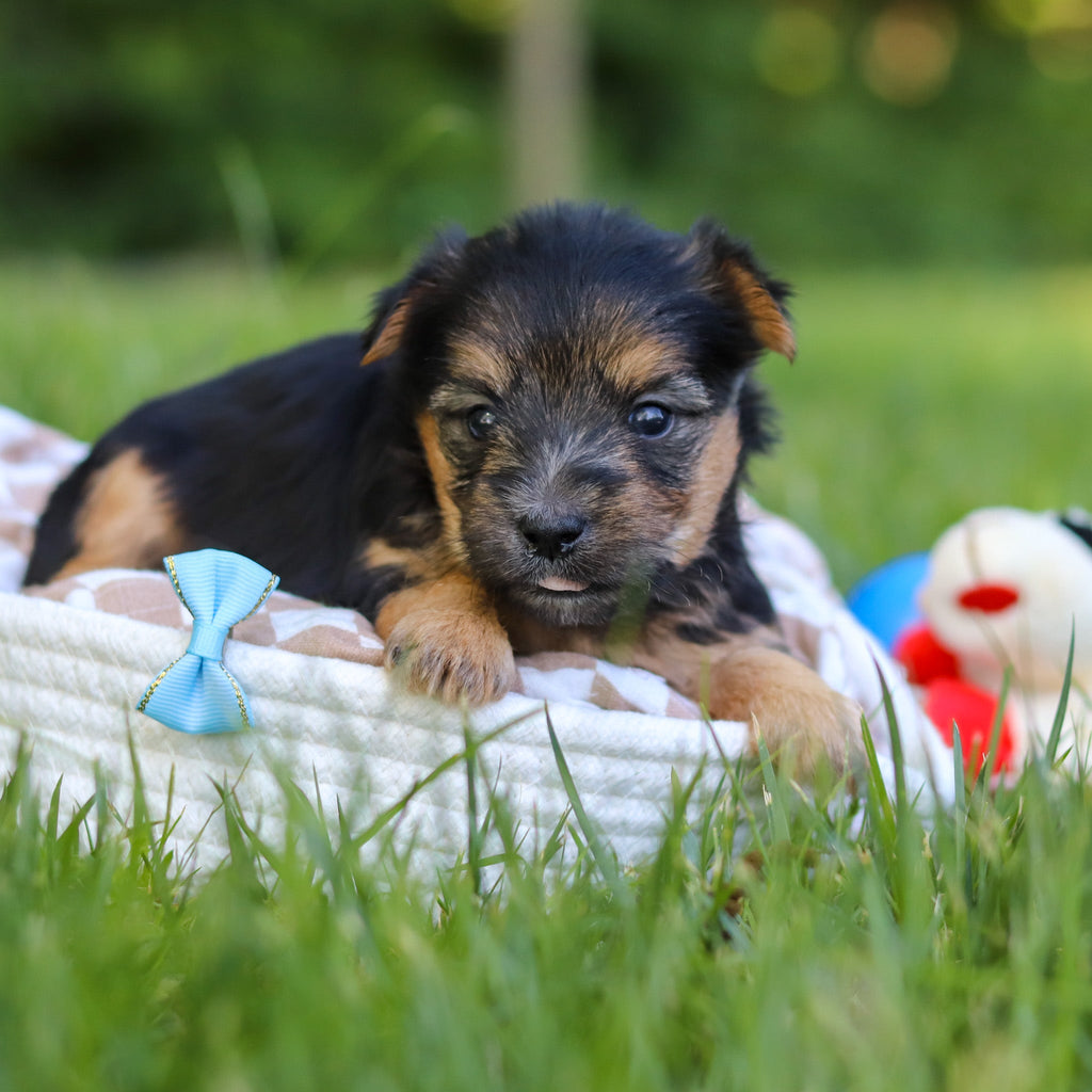 Digby - Available 7/9