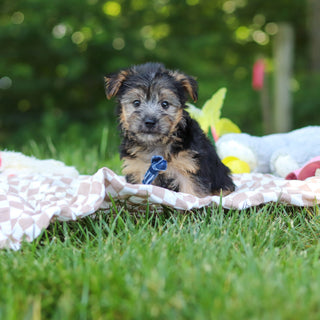 Digby - Available 7/9