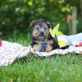 Digby - Available 7/9