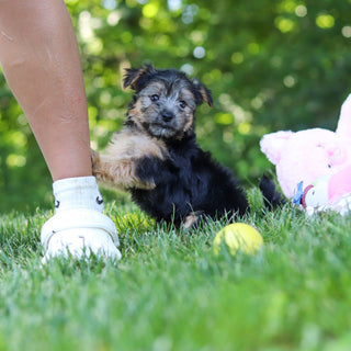 Digby - Available 7/9