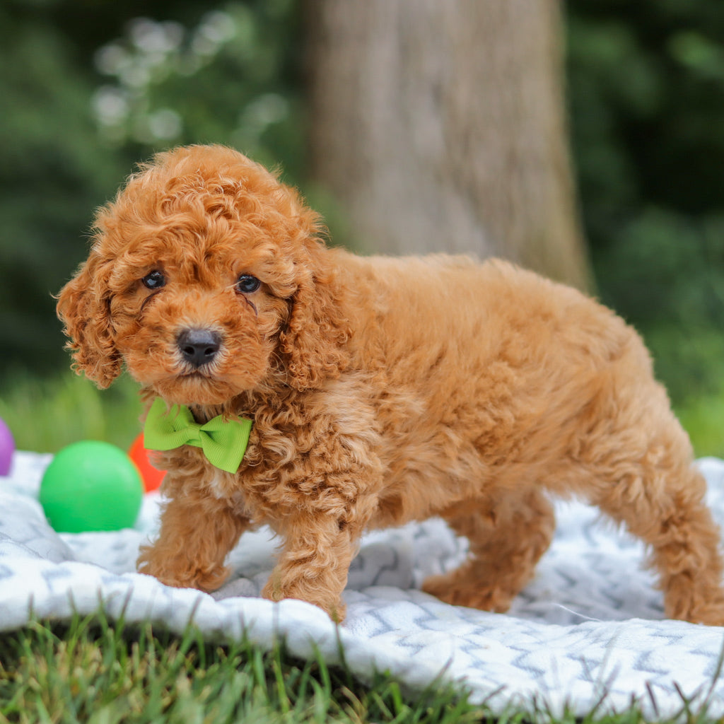 Isaac - Available 7/23