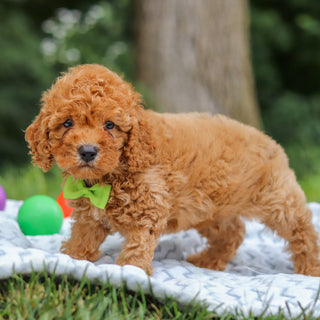 Isaac - Available 7/23