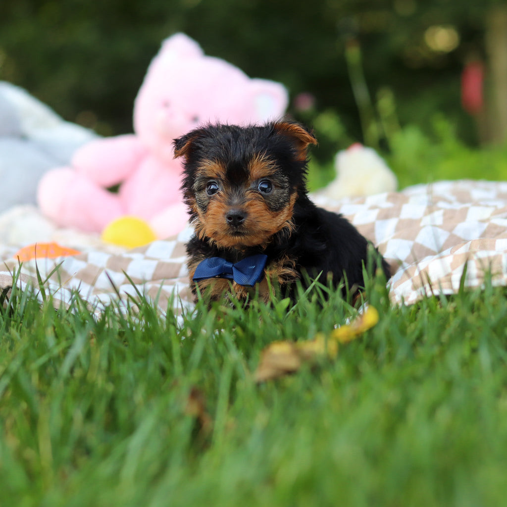 Vader - Available 7/30