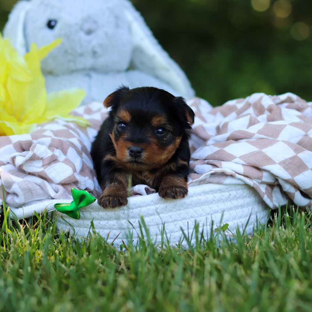 Vader - Available 7/30