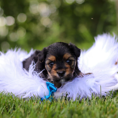 Scout - Available 8/6