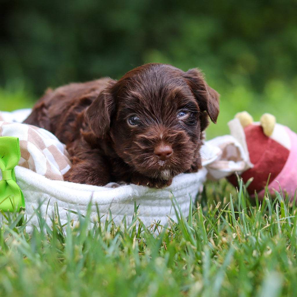 Eddie - Available 8/13