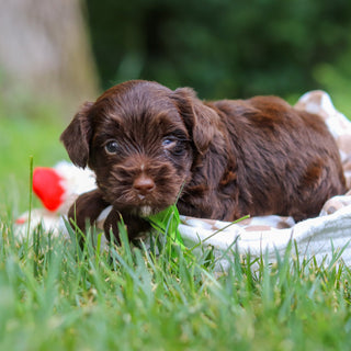 Eddie - Available 8/13