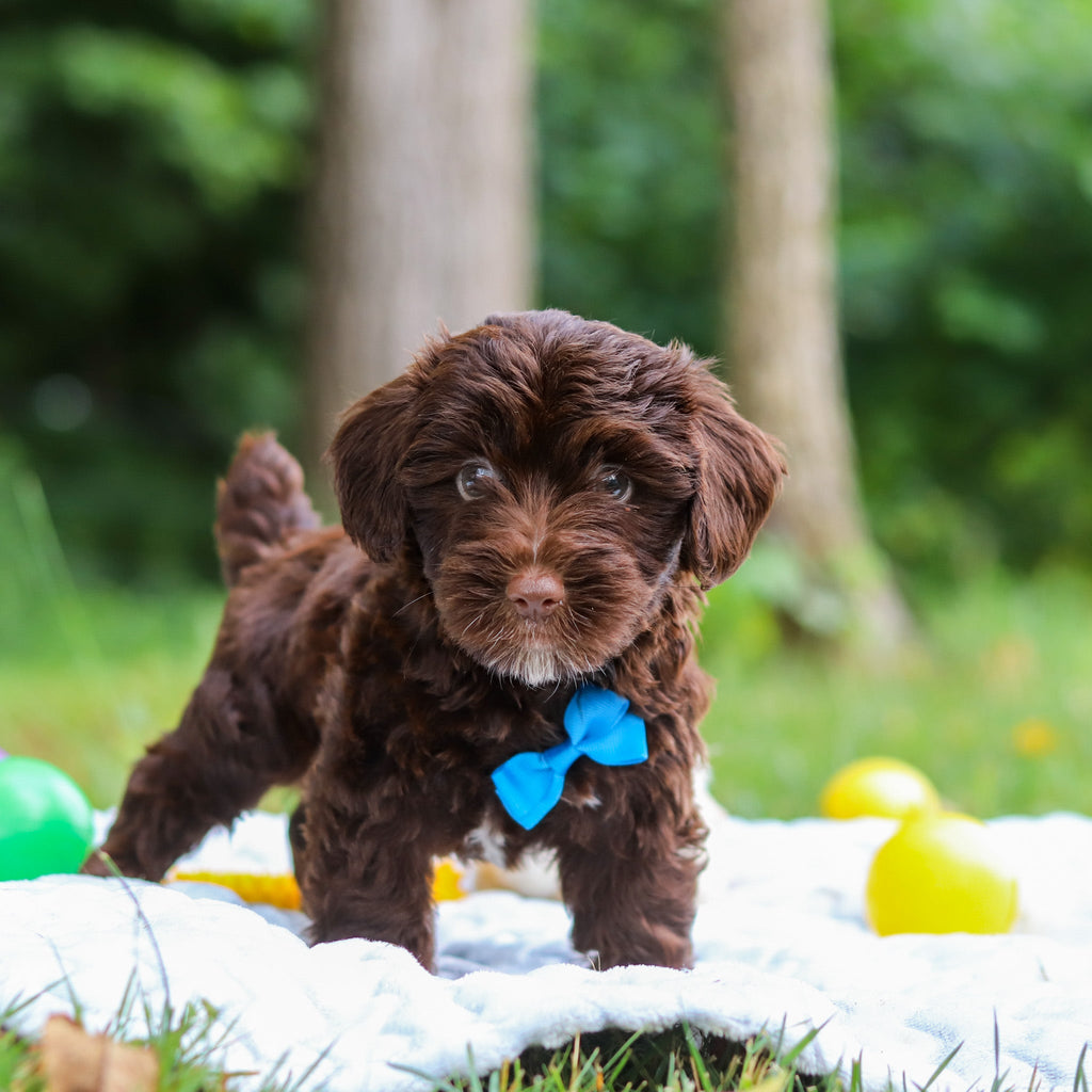 Eddie - Available 8/13