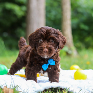 Eddie - Available 8/13