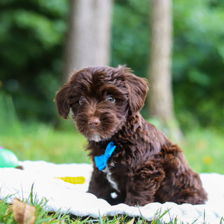 Eddie - Available 8/13