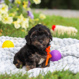 Caruso - Available 8/13