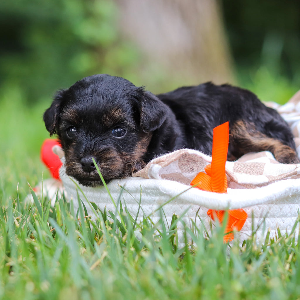 Caruso - Available 8/13