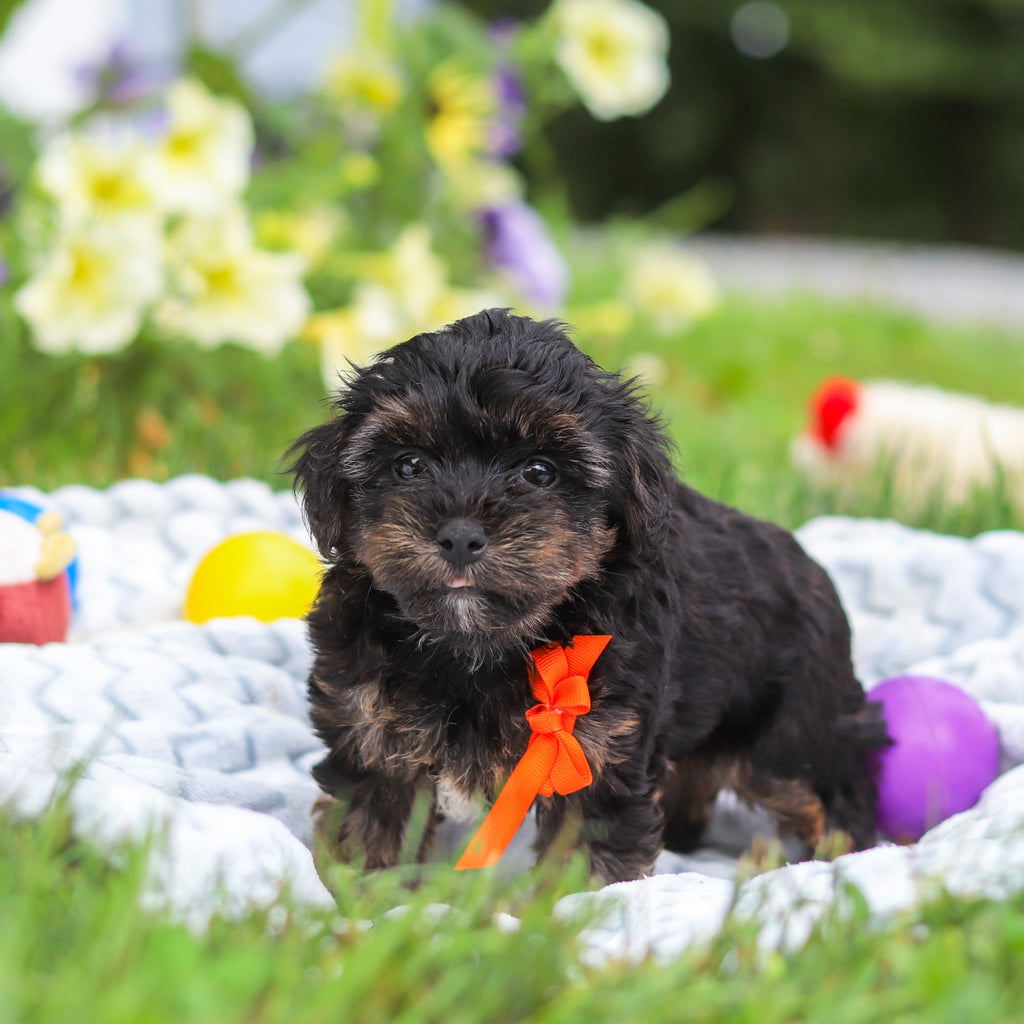 Caruso - Available 8/13