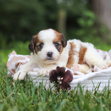 Benny - Available 8/13