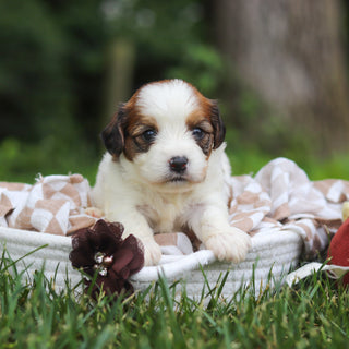 Benny - Available 8/13