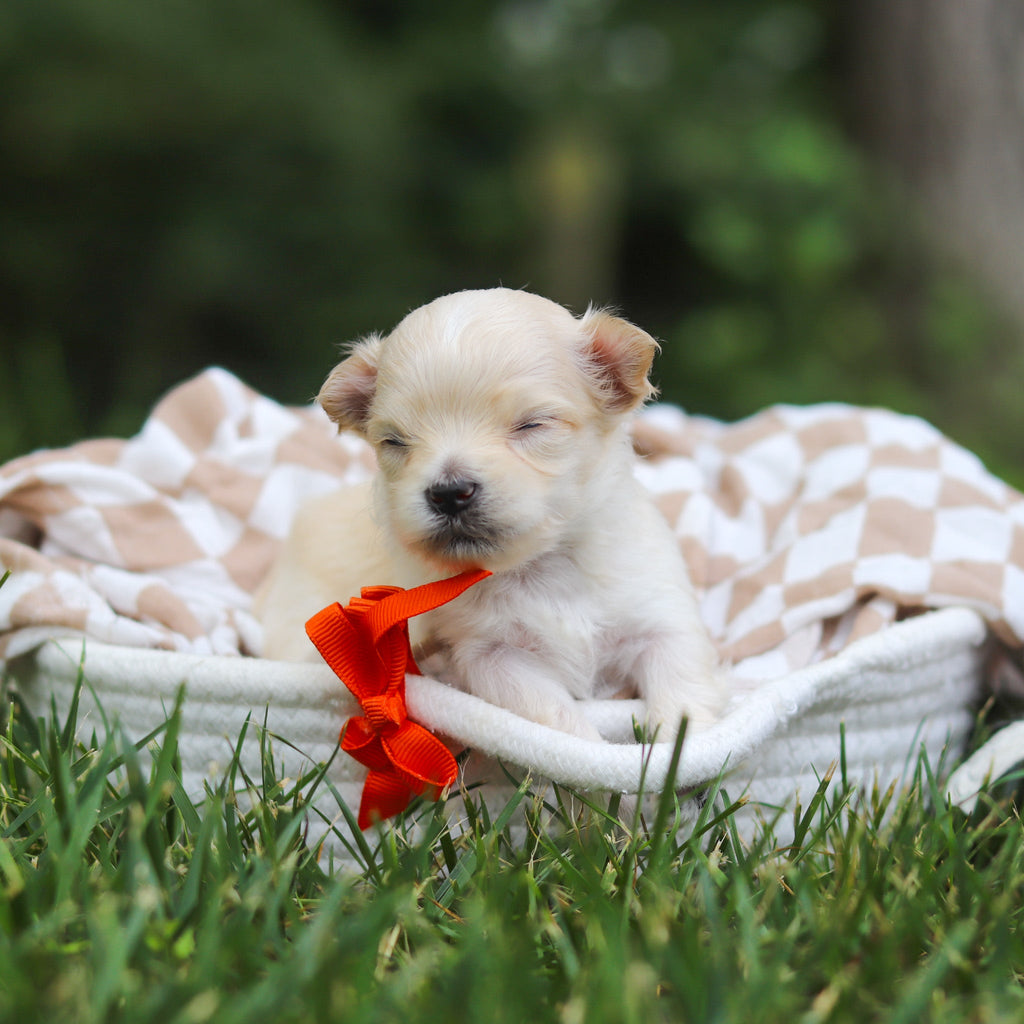 Kevin - Available 8/13