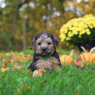 Shiloh - Available 10/29