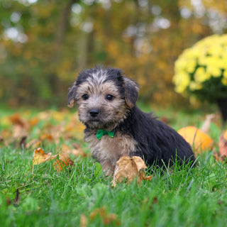 Shiloh - Available 10/29