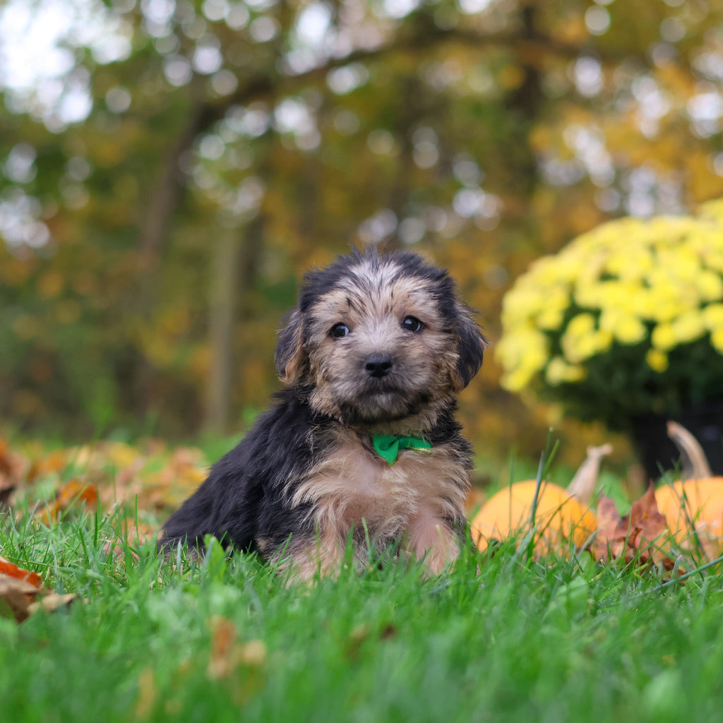 Shiloh - Available 10/29