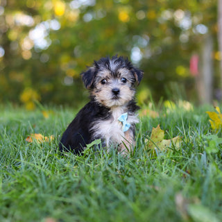 Ellis - Available Now