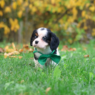 Carl - Available 10/29