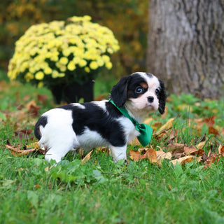 Carl - Available 10/29