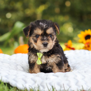 Bodie - Available 10/25