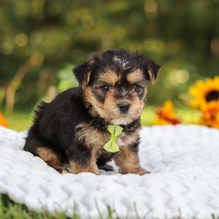 Bodie - Available 10/25
