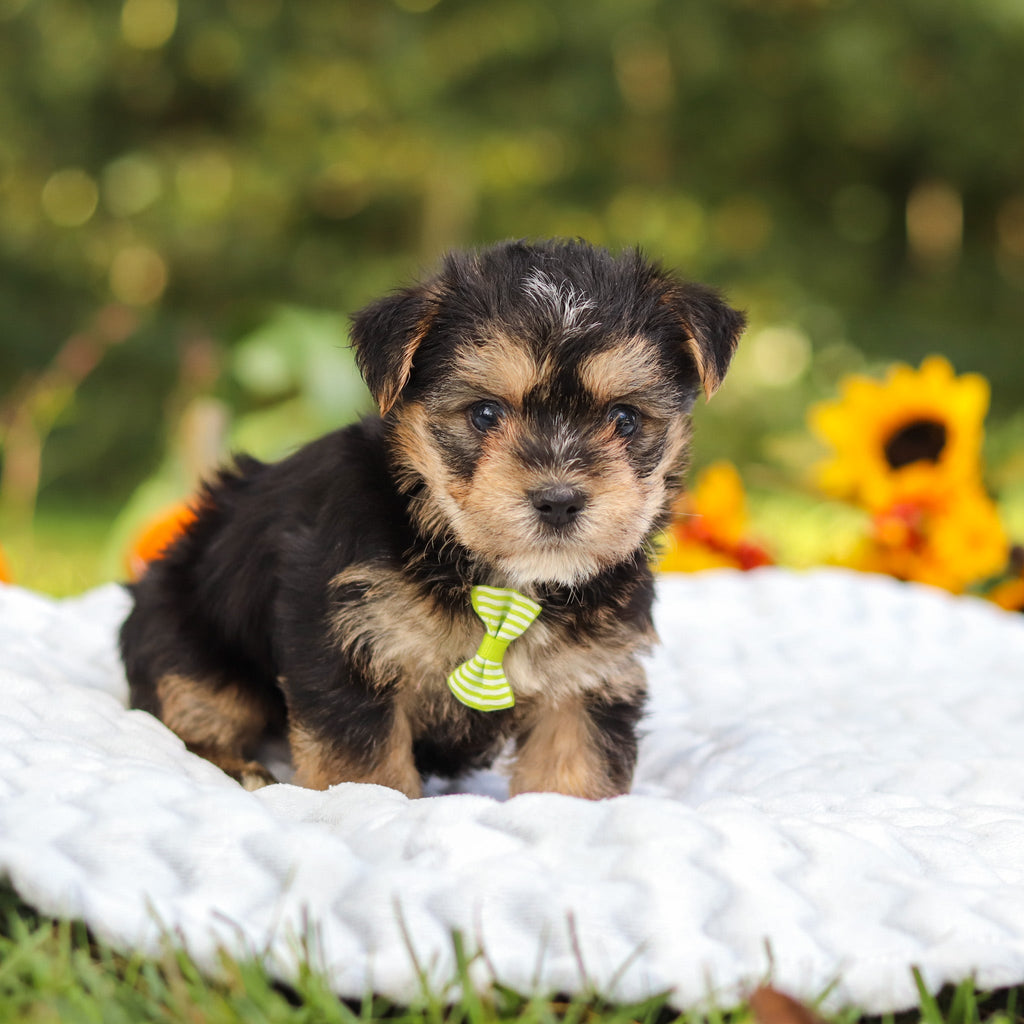 Bodie - Available 10/25