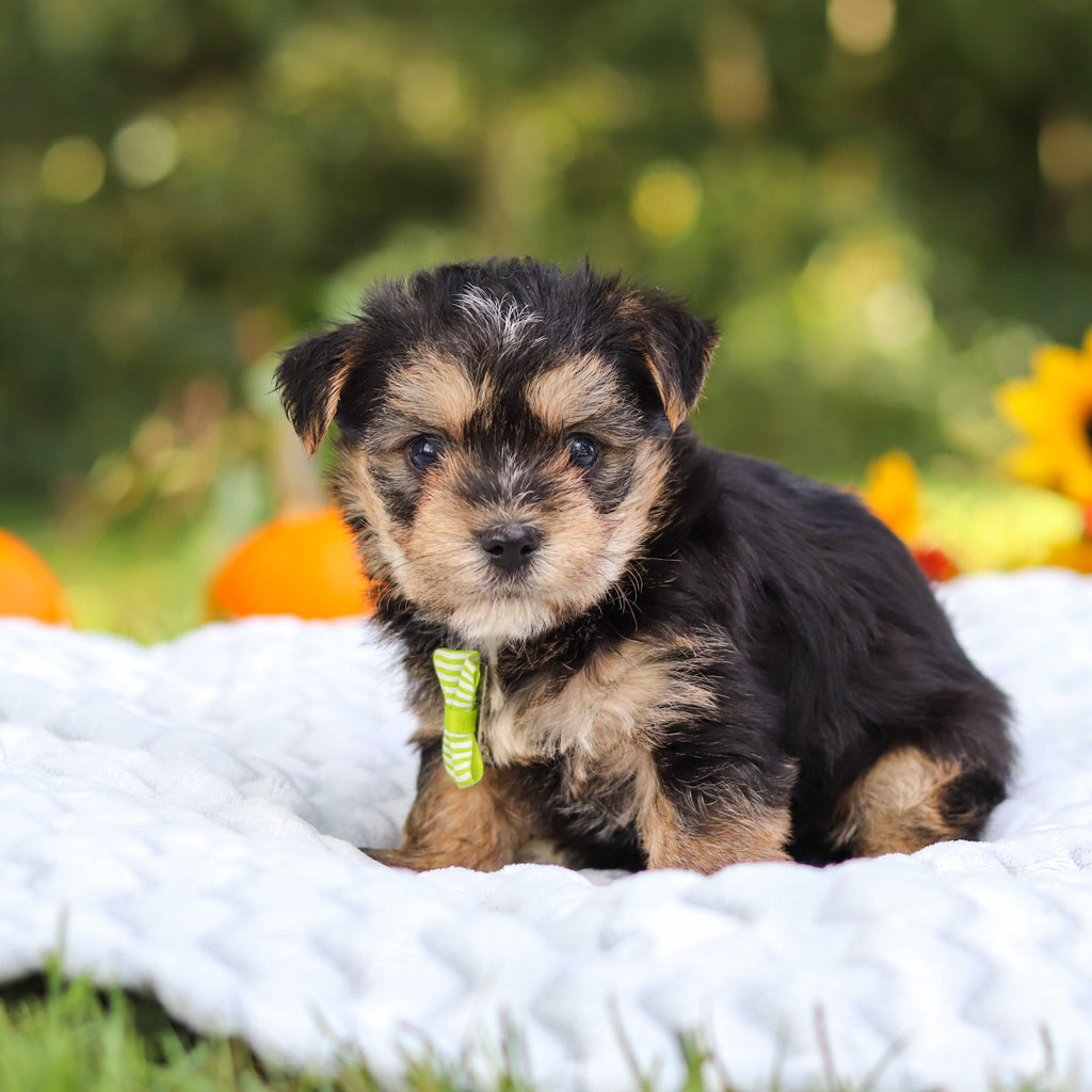 Bodie - Available 10/25