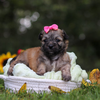 Callie - Available 10/15