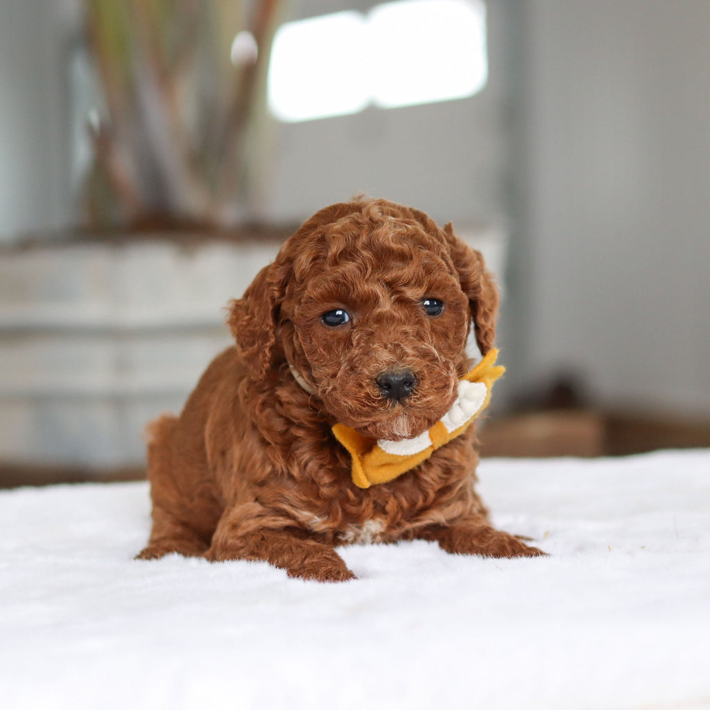 Adrian - Available 2/26