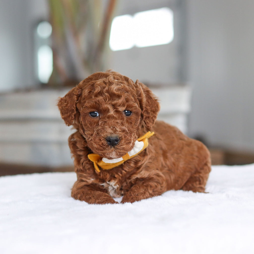 Adrian - Available 2/26