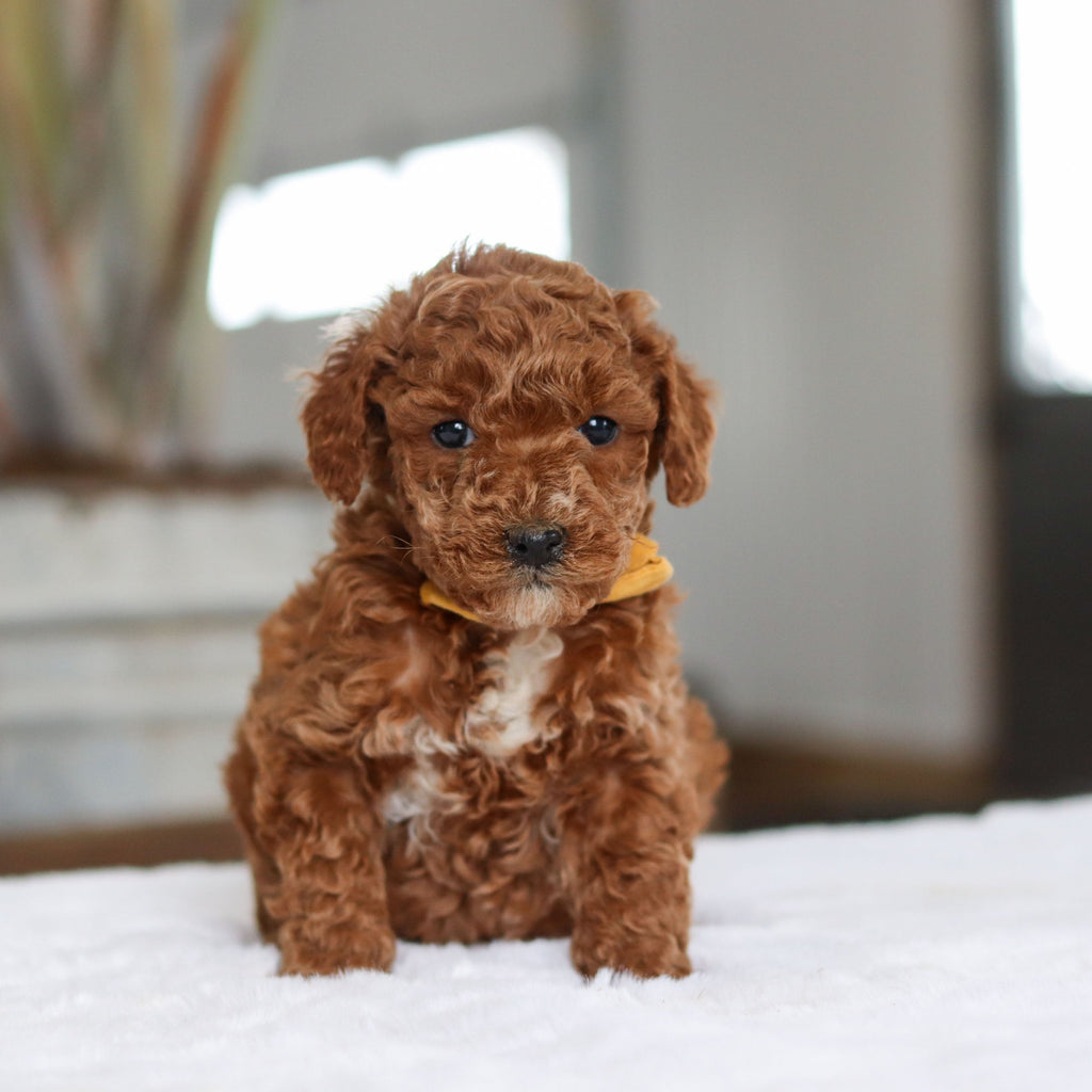 Otis - Available 2/26