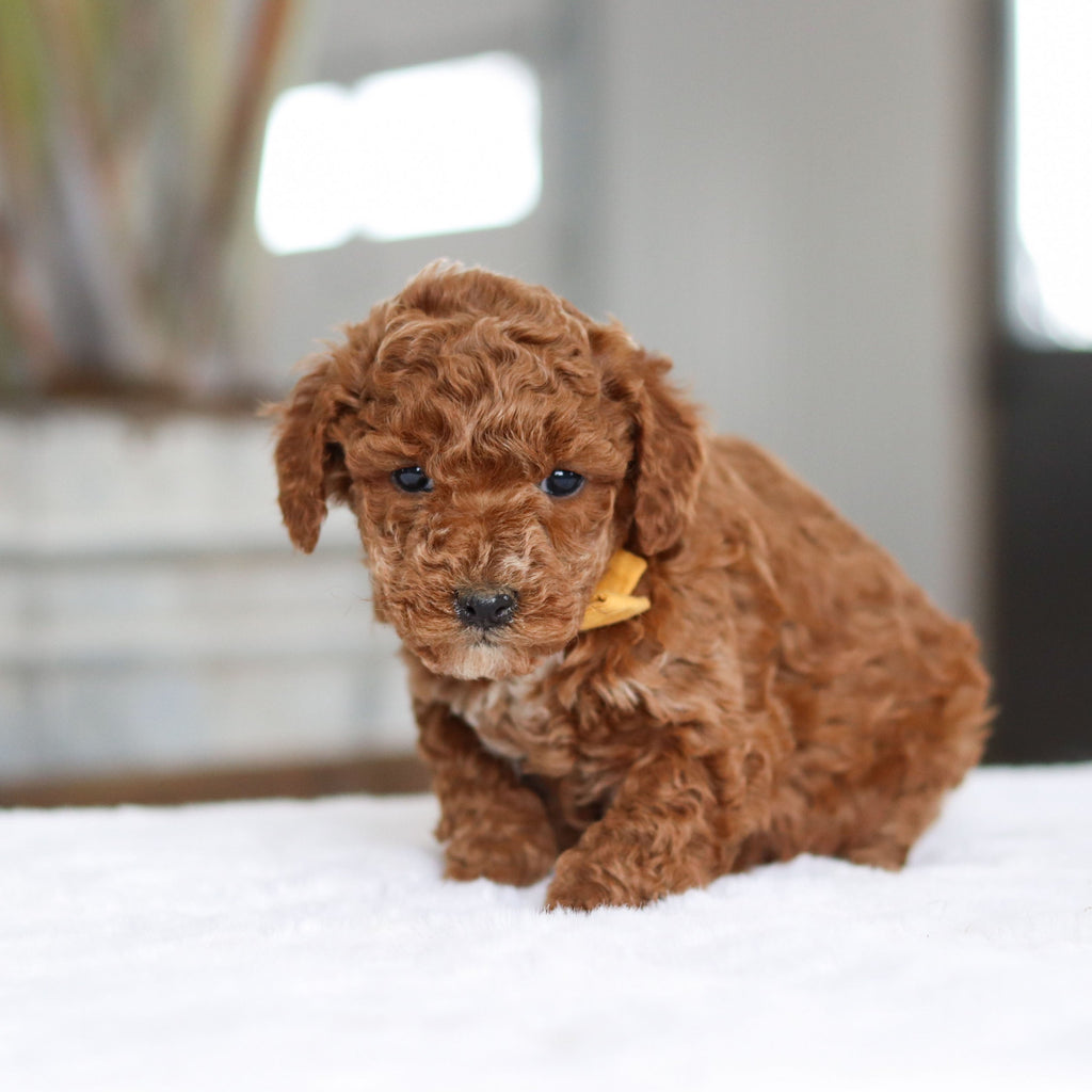 Otis - Available 2/26