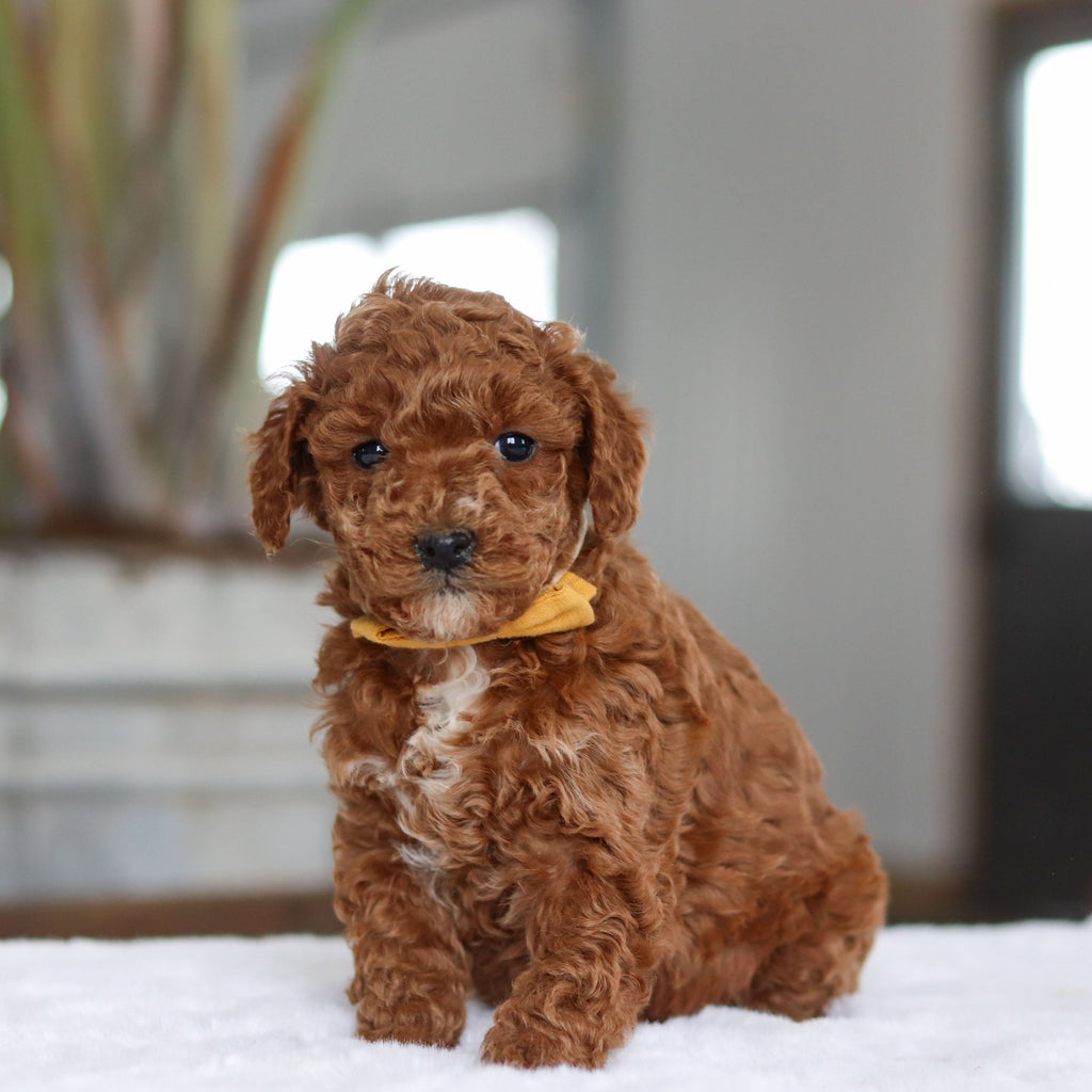 Otis - Available 2/26