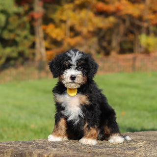 Corbin - Available 11/12