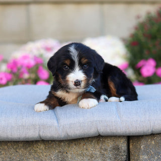 Captain - Available 11/12