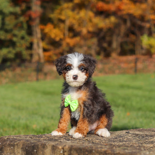 Caruso - Available 11/12