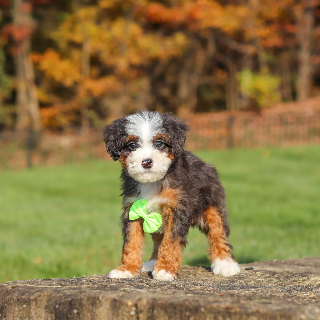 Caruso - Available 11/12