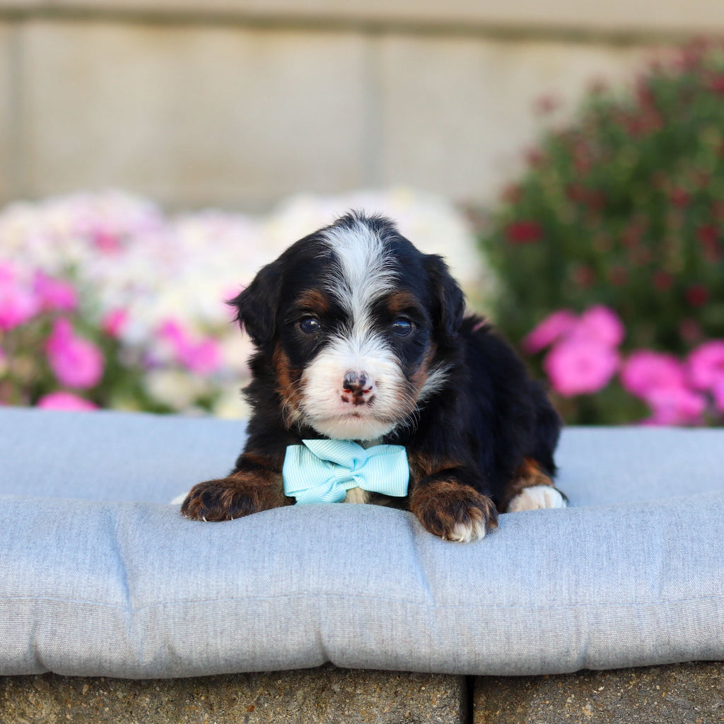Carson - Available 11/12