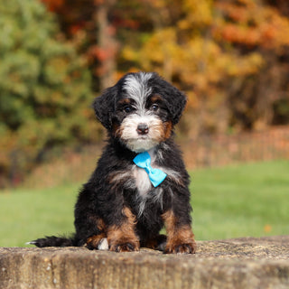 Carson - Available 11/12