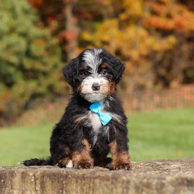 Carson - Available 11/12