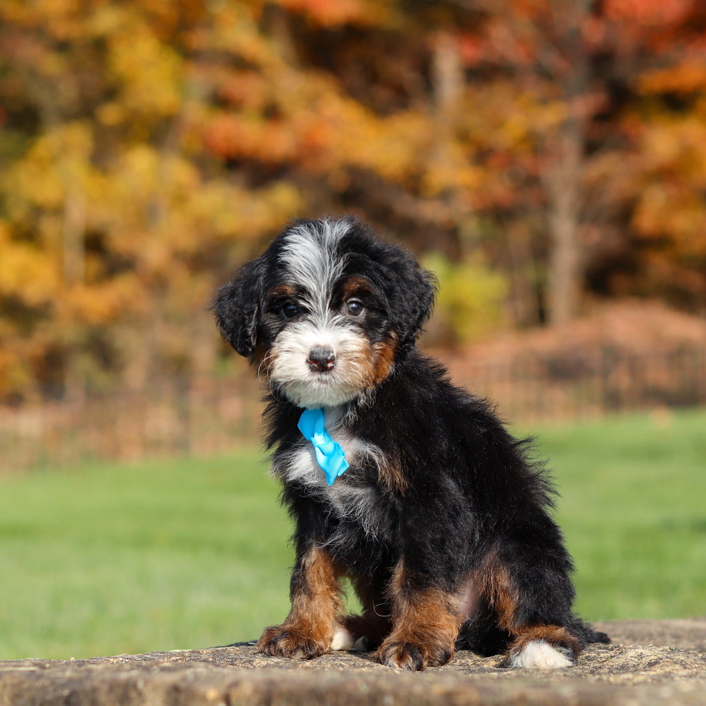 Carson - Available 11/12