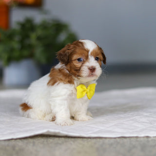 Mack - Available 5/21