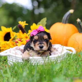 Sasha - Available 10/29