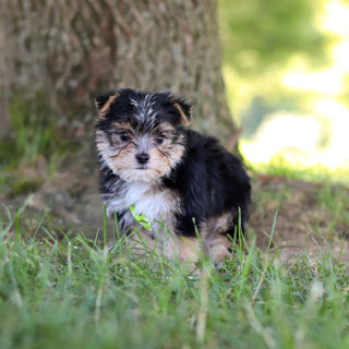 Wesley - Available 7/9