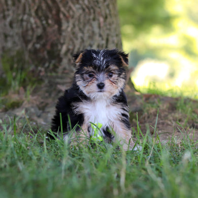 Wesley - Available 7/9